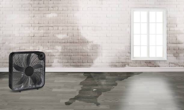 Best Local water damage restoration  in Laurel Bay, SC